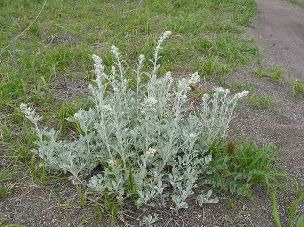 wormwood untuk rawatan osteochondrosis tulang belakang